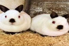 Info Rabbit, Faktor Penyebab Kelinci Betina Gagal Bunting atau Hamil Semu, Cegah Sebelum Terlambat!