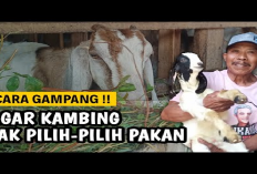 10 Strategi Efektif Agar Kambing Tidak Pilih-Pilih Makanan Tips untuk Peternak, Gimana Caranya?