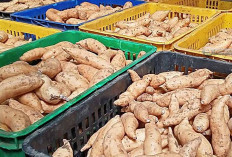 Pelajari Peluang Ekspor Ubi Jalar di Tahun 2023: Pedoman dan Peluang, Potensi CUAN!