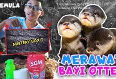 Owner Harus Tau Nih, 4 Cara Merawat Baby Otter Agar Terhindar Dari Penyakit, Apa Aja Ya?