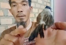 Kicau Mania Tau Gak Penyebab Burung Kutilang Lumpuh, Berikut Penjelasannya, Cekidot!
