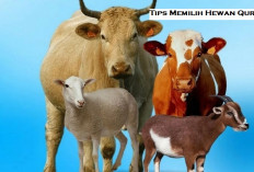 Idul Adha Makin Dekat! Yuk Simak Tips Memilih Hewan Qurban yang Sehat dan Gemuk: Kambing, Kerbau, Atau Sapi...