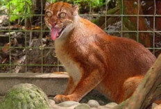 Mengenal  Kucing Merah Salah Satu Satwa Endemik Pulau Burneo, Bisakah di Pelihara?