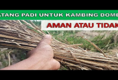 Batang Padi Jadi Pakan untuk Kambing, Aman Atau Tidak Ya? Yuk Simak Penjelasannya Disini!