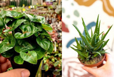 3 Rekomendasi Tanaman Mini untuk Rumah Minimalis: Tren Interior Hijau yang Bikin Tetangga Iri! 