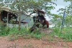 Heboh! Orang Utan Raksasa Masuk ke Pemukiman Warga di Kalimantan Timur, Netizen: Habitatnya di Rusak!