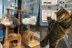 Jasa Penitipan Hewan Penuh di Musim Libur Lebaran, Pemilik Kucing & Anjing Rela Booking dari Awal Ramadan