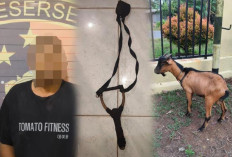 Curi Kambing Siang Hari, Satu Pelaku Ditangkap Warga Rekannya Lolos