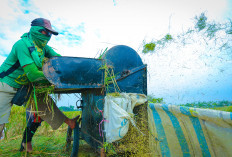 Sambut Musim Panen, Pemerintah Tetapkan Harga Gabah Rp 6.500 Per Kilogram, Bagaimana Tanggapan Petani?