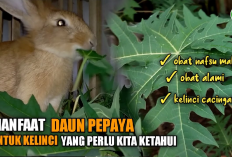 5 Manfaat Daun Pepaya untuk Kelinci Sakit, Obat Penyembuh Alami yang Efektif, Apa Aja? 
