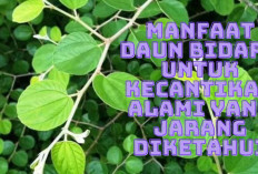 6 Keajaiban Daun Bidara untuk Kecantikan Alami Salah Satunya Bikin Awet Muda Lho, Kuy Cobain!