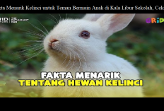 7 Fakta Menarik Kelinci untuk Teman Bermain Anak di Kala Libur Sekolah, Cekidot!
