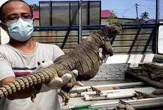 Apakah Benar Ada Jenis Kadal yang Halal Untuk di Makan? Begini Pendapat Ustadz Adi Hidayat