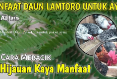 Info Ternak, Manfaat Daun Petai Cina Untuk Pakan Ayam, Cobain Deh Pasti Gacor!