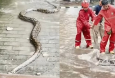 Banjir Jakarta Picu Teror Ular Sanca 2,5 Meter Masuk Area Kafe di Sunter Agung, Ini Kronologinya!