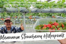 Ide Bisnis, Cara Memulai Usaha Strawberry Hidroponik, Auto Cuan Gede Tiap Panen!