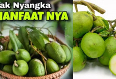 Cantik Dari Dalam, 7 Manfaat Buah Kedondong yang Jarang Diketahui Salah Satunya Cegah Penuaan Dini Lho 
