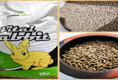 Ini Nih! Merk Pelet Paling di Rekomendasi untuk Kebutuhan Nutrisi dan Kesehatan Kelinci, Apa Itu?