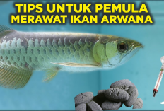Kamu Harus Tau Nih! 10 Tips Merawat Ikan Arwana Untuk Pemula Pasti Berhasil, Apa aja?
