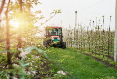 Ada Kredit Alsintan dan KUR Tebu Rakyat! Bunga Murah Banget, Gak Pakek Ribet!