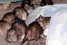 5 Cara Mengusir Tikus dengan Bumbu Dapur Secara Alami, Nomer 4 Semua Suka