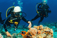 Bukan Raja Ampat! Surga Bawah Laut Rahasia di Indonesia Ini Siap Jadi Destinasi Buruan Traveler 2026