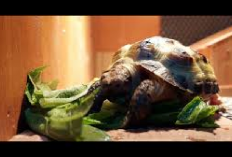 Info Ternak, Kenali Makanan yang Baik Untuk Kura-Kura Darat Jenis Rusia Sebelum Adopsi, Apa Aja Ya?