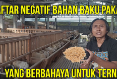 Hindari Memberi Pakan Berbahan Ini, Kepada Kambing Kalau Tidak Ingin Mengalami Kerugian, No 1 Bisa Bikin Mati!