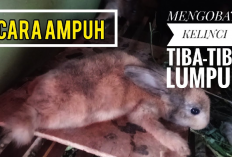 Kelinci Kamu Mengalami Kelumpuhan? Segera Obati, Begini Caranya!
