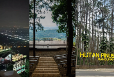 Eksplor Pesona Alam Jogja! Bukit Bintang, Puncak Becici, dan Pinus Mangunan yang Bikin Tak Mau Pulang