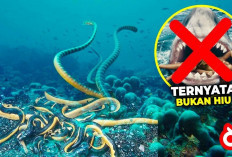 6 Hewan yang Menyebabkan Kematian Manusia Paling Banyak Setiap Tahunnya, Nomor 3 Kamu Harus Waspada, Kenapa?