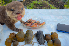 Owner Cek Disini, Rekomendasi Pakan Daging Berbagai Jenis Untuk Baby Otter, Salah Satunya Kelinci, Cobain Deh 