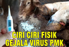 Wajib Tau! 6 Ciri-Ciri Kambing Terpapar Virus PMK, Pentingnya Deteksi Sejak Dini dan Tindakan Pencegahan Cepat