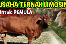 Cuan Gede! Ternak Sapi Limosin Harga Puluhan Juta, Gini Caranya... 