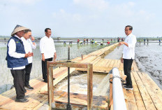 Perangi Kekeringan, Begini Cara Kementan Jaga Predikat Lampung Sebagai Produsen Terbesar Keenam di Indonesia