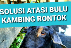 8 Tips Perawatan yang Efektif untuk Mengatasi Bulu Rontok Pada Kambing, No 7 Harus Dilakuin!
