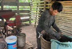 Harga Biji Kopi di Empat Lawang 'Makin Pahit', Petani Menjerit 