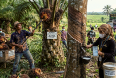Harga Sawit dan Karet Sumatera Akhir Juli 2026 Kompak Menguat, Petani Makin Optimistis