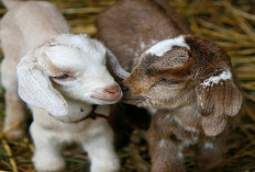 Daftar Harga Anak Kambing Lengkap Berbagai Jenis 2025, Disertai Tips Cara Merawatnya bagi Pemula