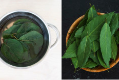 5 Manfaat Daun Salam untuk Kesehatan Tubuh Anak Muda Hingga Lansia, Berikut Cara Pengolahannya!