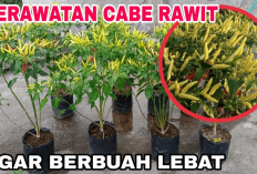 Lakukan Hal Ini Supaya Subur! 5 Tips Cara Merawat Tanaman Cabe Rawit di Rumah Tanpa Ribet, Apa Aja?