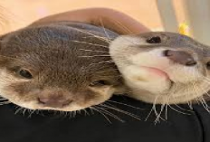 8 Tips Cara Merawat Baby Otter dari Kecil Hingga Dewasa, Owner Wajib Simak Sebelum Adopsi!