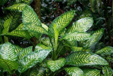 5 Tanaman Hias Daun Paling Memikat, Bikin Rumah Jadi Asri dan Instagramable!