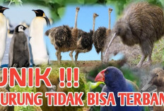 Kenapa Beberapa Jenis Burung dan Unggas yang Memiliki Sayap Tidak Dapat Terbang? Begini Ternyata 2 Alasannya