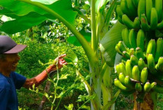 Mengapa Setelah Panen, Pohon Pisang Harus Ditebang? Ini Dia 7 Manfaat Penting yang Perlu Diketahui!