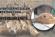 Waspada! Penyakit Umum yang Sering Menyerang Bebek Petelur dan Cara Pencegahannya, Gimana?