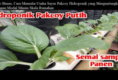 Info Bisnis, Cara Memulai Usaha Sayur Pakcoy Hidroponik yang Menguntungkan dengan Modal Minim Skala Rumahan