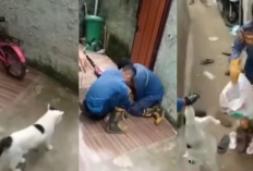 Viral! Aksi Dramatis Damkar Jinakkan Kucing Galak Bikin Netizen Terpukau