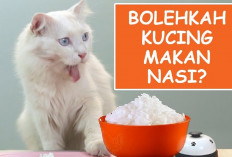 Benarkah Kucing yang Merupakan Karnivora Sejati Beradaptasi Karena Sering Memakan Nasi? Cek Faktanya di Sini