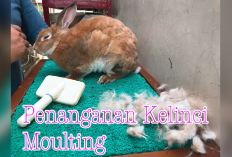 Kamu Harus Tau Nih! Mengenal Penyebab Kelinci Mengalami Molting, Kenapa ?